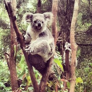 Meet your Posher, Al